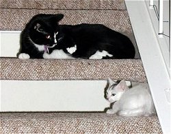 The kids playing on the stairs